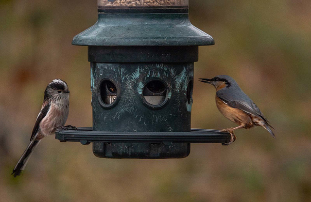 Long tailed tit and nuthatch