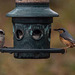 Long tailed tit and nuthatch