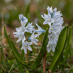 079-365, kalendarischer Frühlingsanfang