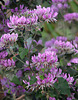 Pelargonium cordifolium