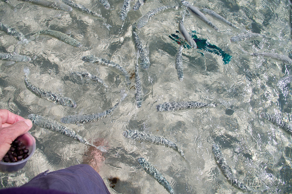 Feeding time at Ned's Beach