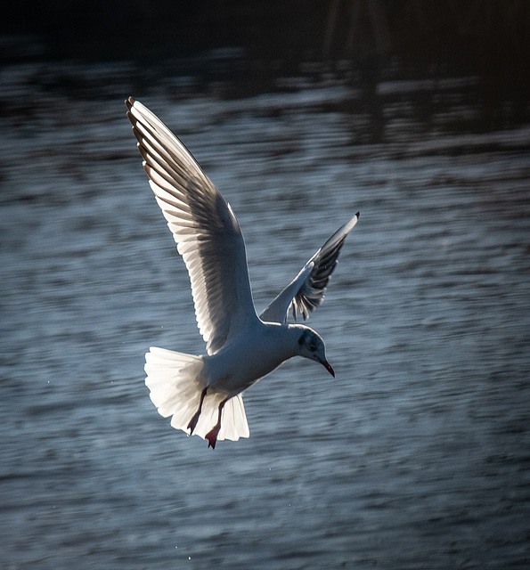 Gull in flight