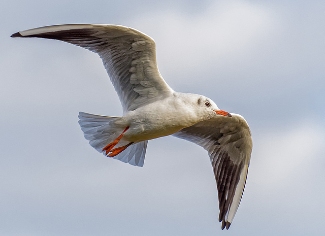 Gull in flight 221
