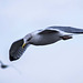 Seagull flight shots (7)
