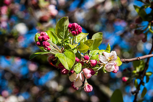 Fleurs sur la branche