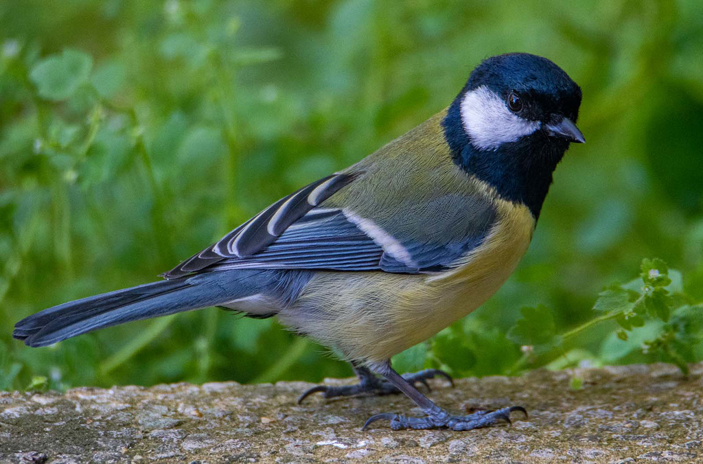 Great tit
