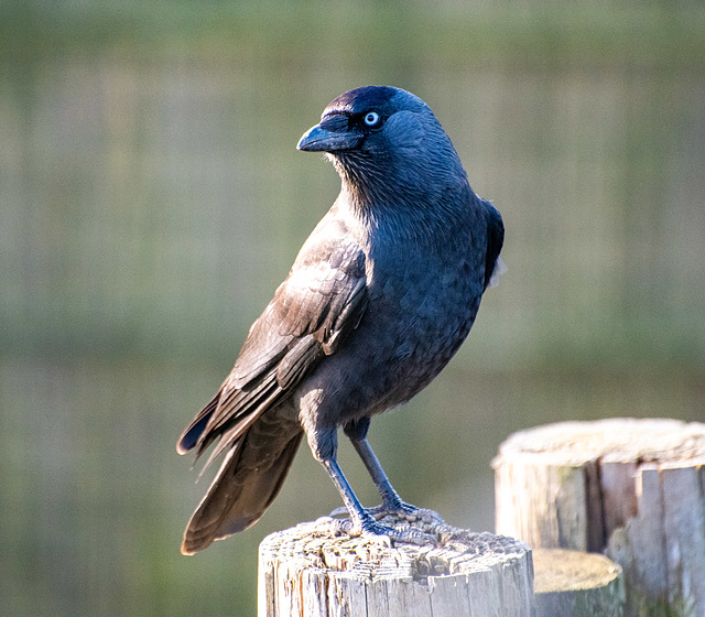 Jackdaw