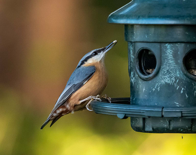 Nuthatch