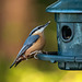 Nuthatch