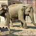 Elefanten-Parade