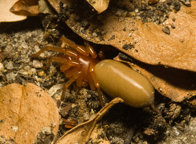 IMG 0545 Woodlouse Spider