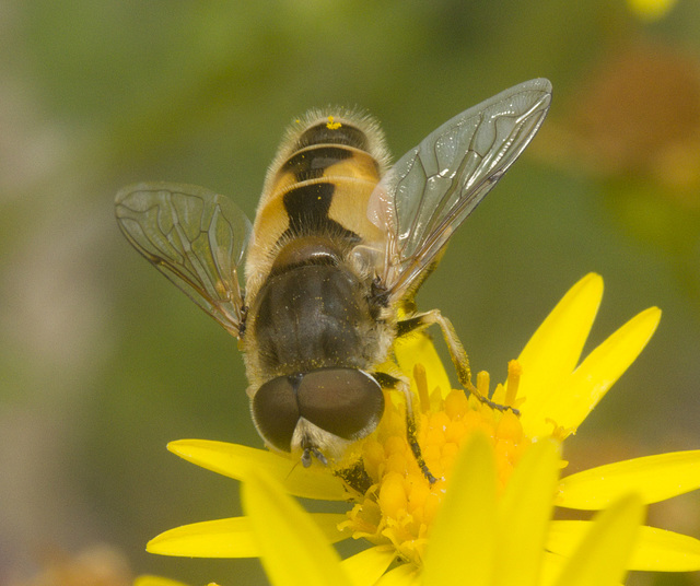 IMG 1453 Hoverfly-1