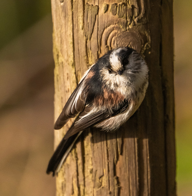 Long tailed tit