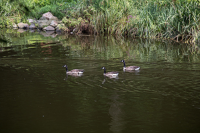 20140801 4537VRAw [D~E] Kanadagans (Branta canadensis), Gruga-Park, Essen