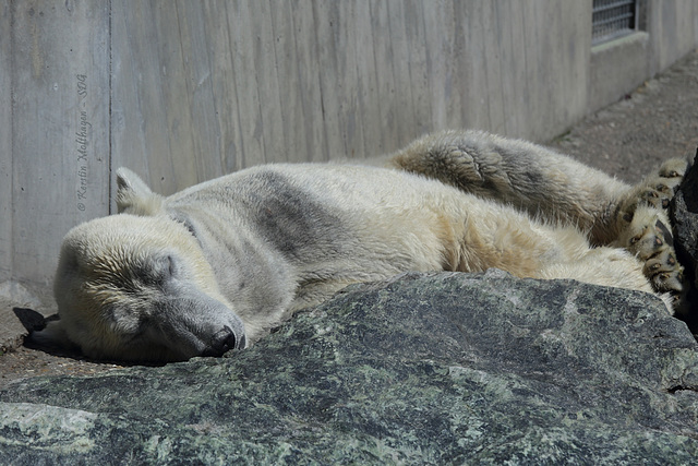 Schlafbär Felix (Wilhelma)