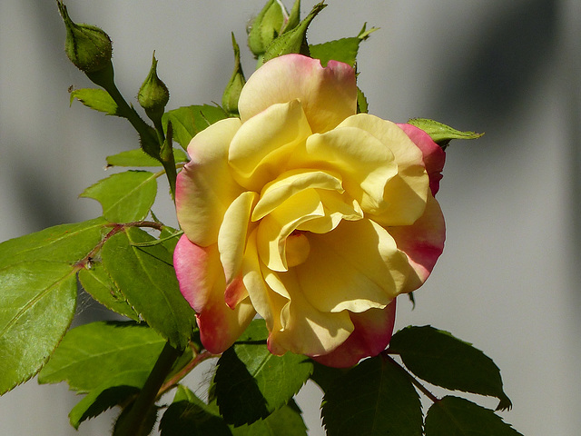 A southern Alberta rose