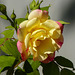 A southern Alberta rose
