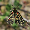 Joli papillon de l'Algarve (Portugal)