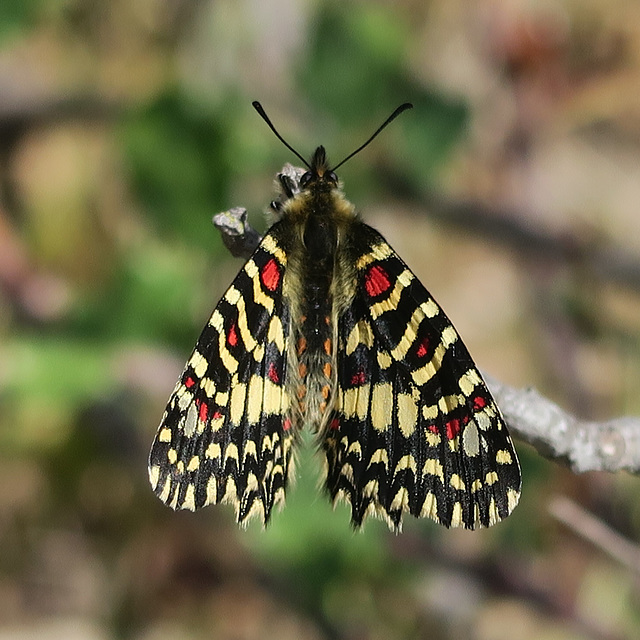 Joli papillon de l'Algarve (Portugal)