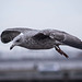 Seagull flight shots (8)