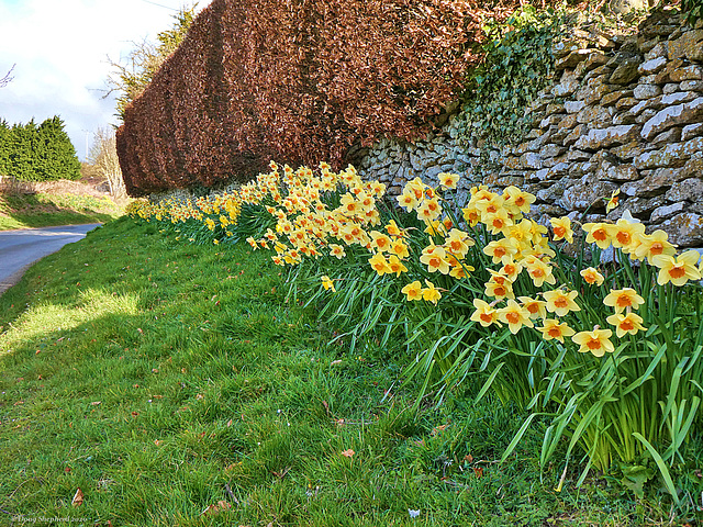 Roadside Spring Blooms (1 x PiP)