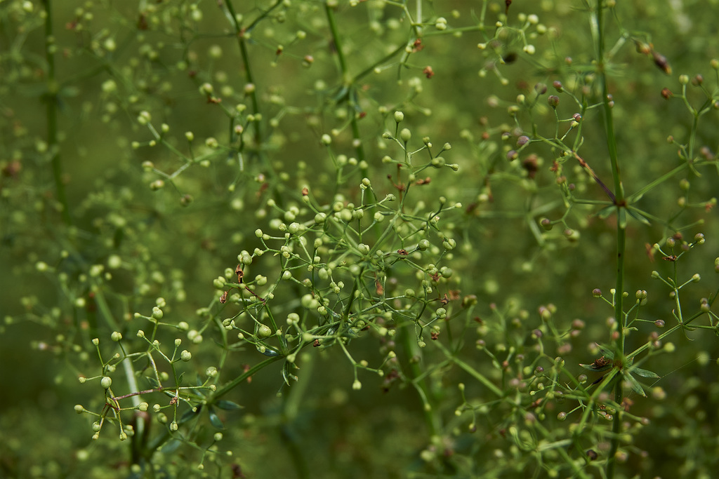 Gentle, Warm.....And Green