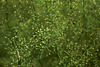 Gentle, Warm.....And Green
