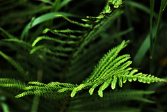 Fern 3