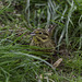 Yellowhammer female on the grass