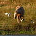 Cattle egrets