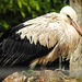 20230810 3865CPw [D~MS] Weißstorch, Zoo Münster