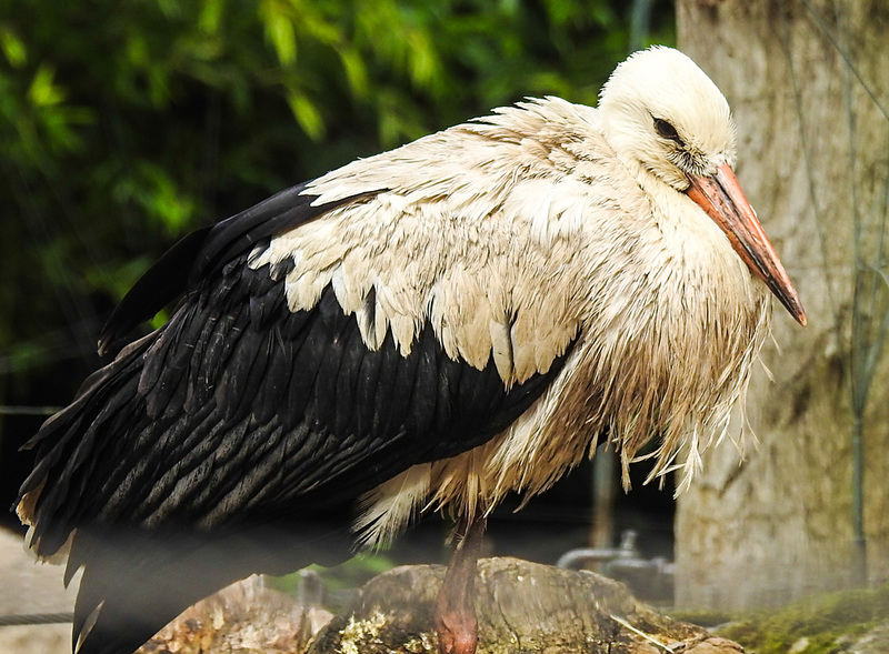 20230810 3865CPw [D~MS] Weißstorch, Zoo Münster