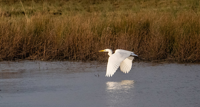 Great white egret