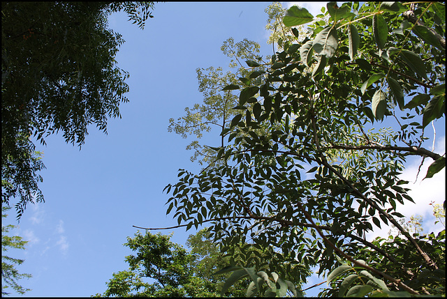 Aralia spinosa (4)