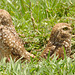 IMG 0021-1owls