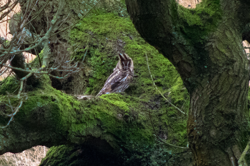 Long Eared Owl