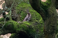 Long Eared Owl
