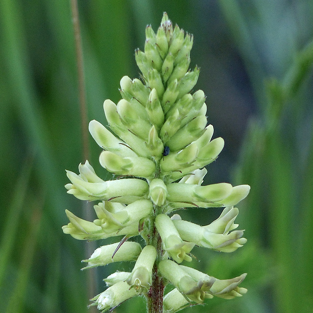 Unidentified plant - Milkvetch?