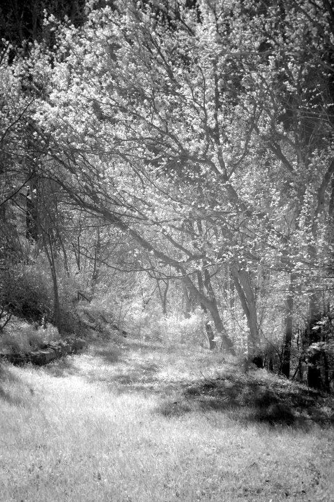 A little infrared tunnel in the woods