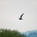 Black tern