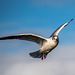 Gull in flight.2jpg