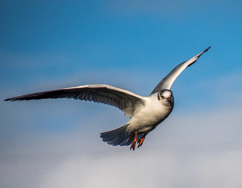 Gull in flight.2jpg