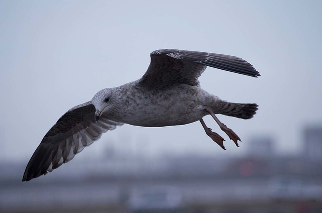 Seagull flight shots (9)