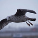 Seagull flight shots (9)