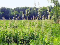 Grasses in the Prairie