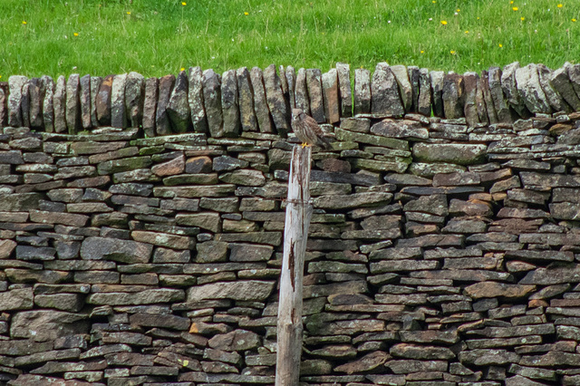 Kestrel 1 larger