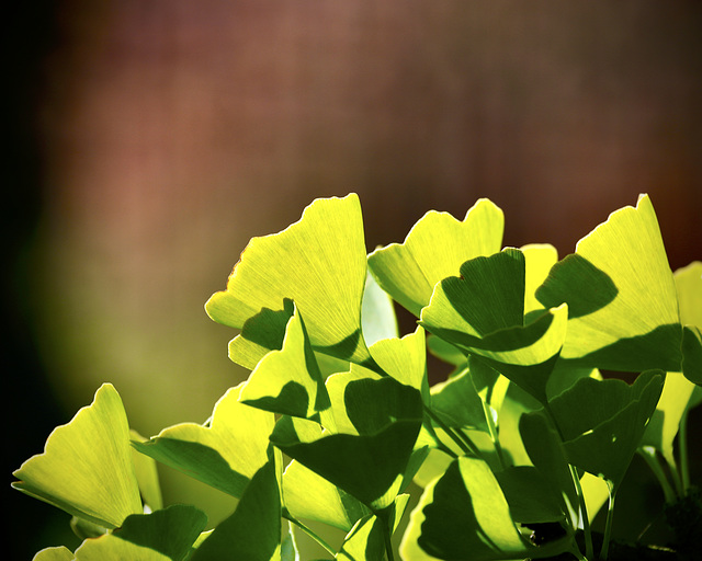 Coup de froid sur le ginkgo