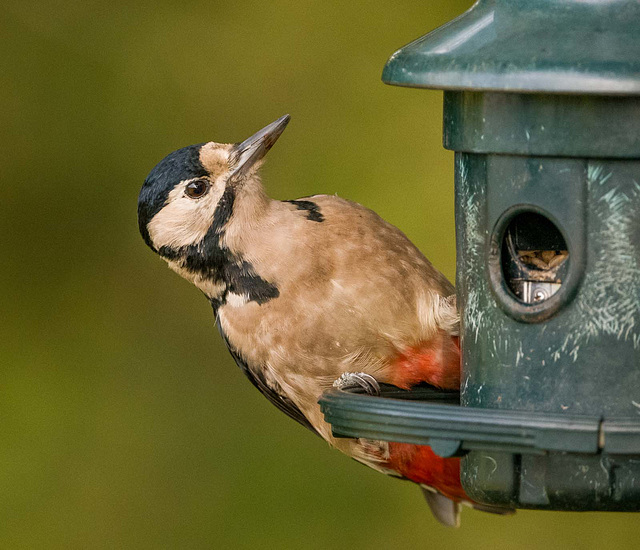 Great spotted woodpecker