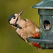 Great spotted woodpecker