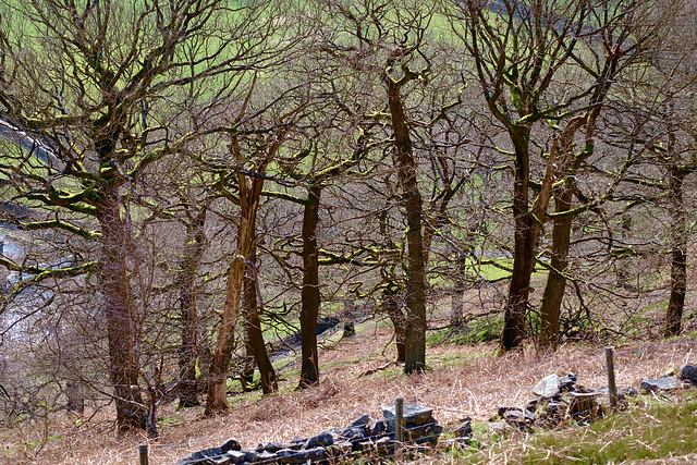 Trees at White Brow